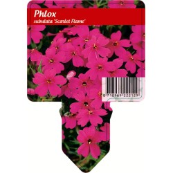 Ylalapis flioksas - Phlox subulata SCARLET FLAME