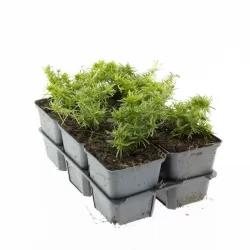 Phlox subulata CANDY STRIPE