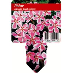 Phlox subulata CANDY STRIPE