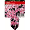Phlox subulata CANDY STRIPE