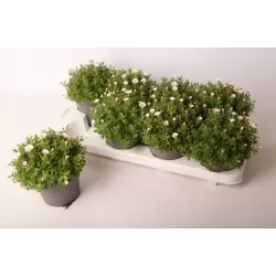 Uolaskėlė - Saxifraga arendsii ICE COLOURS PEARL WHITE