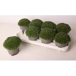 Uolaskėlė - Saxifraga arendsii ICE COLOURS PEARL WHITE