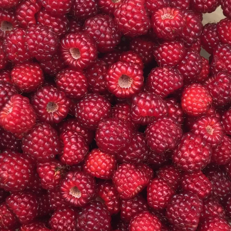 Raudondyglė avietė - Rubus phoenicolasius