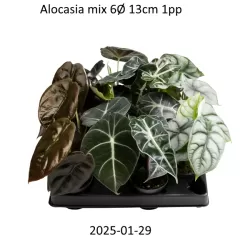 Aliokazija - Alocasia MIX
