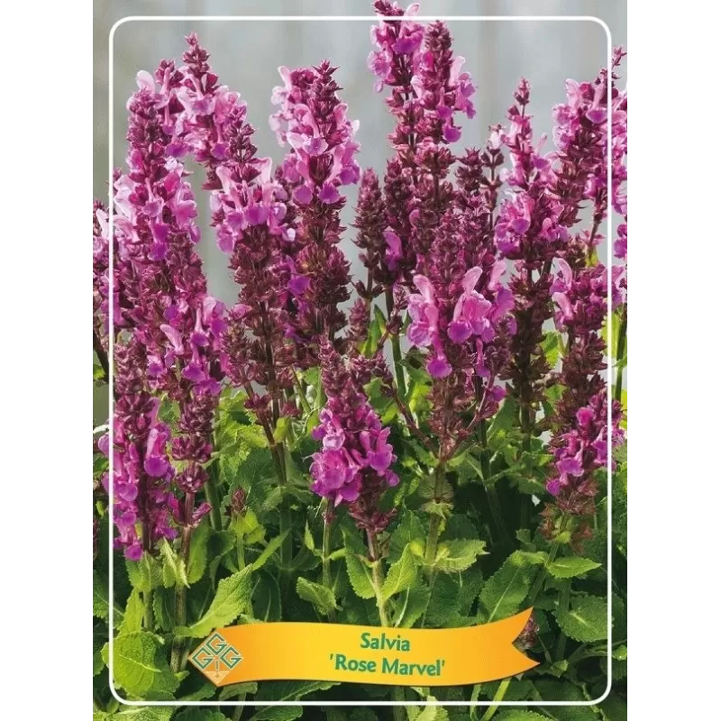 Šalavijas - SalviaROSE MARVEL