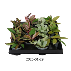 Vaškuolių rinkinys - Hoya mix