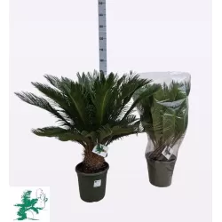 Cikas - Cycas Revoluta