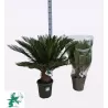Cikas - Cycas Revoluta