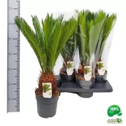 Cikas - Cycas Revoluta