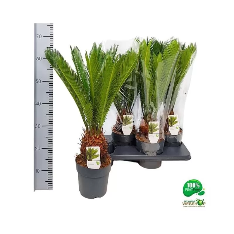 Cikas - Cycas Revoluta