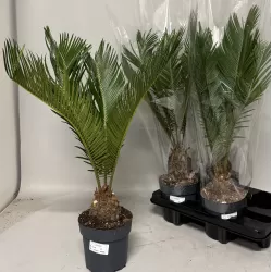 Cikas - Cycas Revoluta