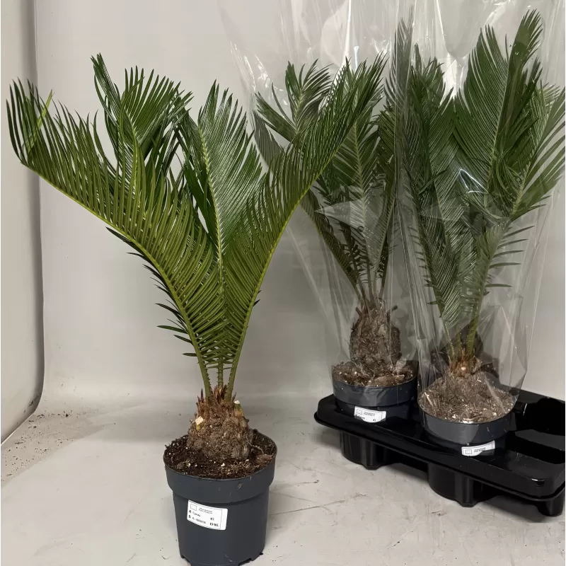 Cikas - Cycas Revoluta