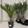 Cikas - Cycas Revoluta
