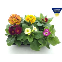 Tikroji raktažolė - Primula veris elatior MIX