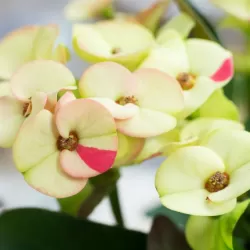 Karpažolė - Euphorbia milii HERA