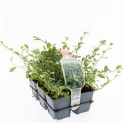 Driekusis kaulenis - Cotoneaster dammeri