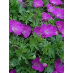 Snaputis - Geranium MAX FREI