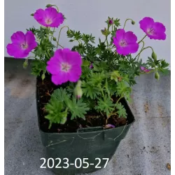 Snaputis - Geranium MAX FREI