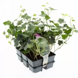 Atlantinė gebenė - Hedera hibernica