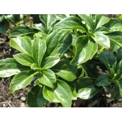 Pachisandra - Pachysandra terminalis GREEN SHEEN