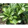 Pachisandra - Pachysandra terminalis GREEN SHEEN