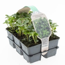 Pachisandra - Pachysandra terminalis GREEN SHEEN
