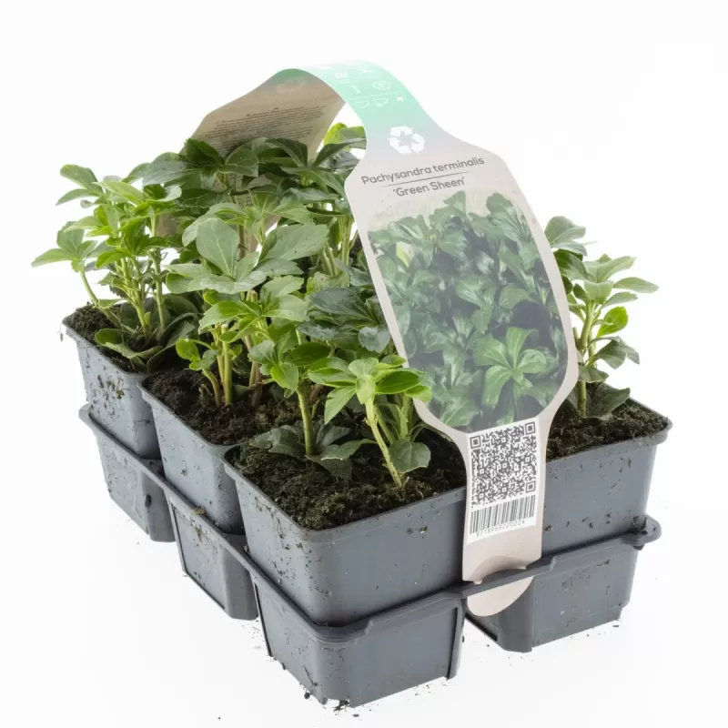 Pachisandra - Pachysandra terminalis GREEN SHEEN