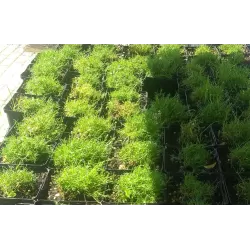 Siūlinė žemenė - Sagina subulata SUPREME