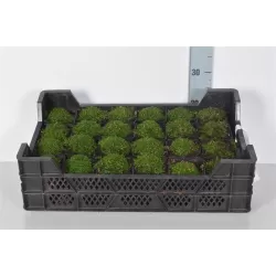 Siūlinė žemenė - Sagina subulata SUPREME