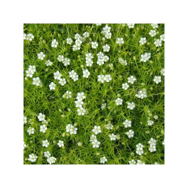 Siūlinė žemenė - Sagina subulata SUPREME