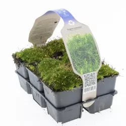 Siūlinė žemenė - Sagina subulata SUPREME