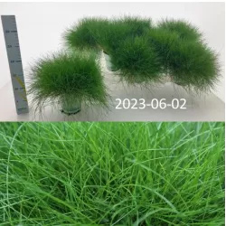 Siauralapis eraičinas - Festuca gautieri PIC CARLIT