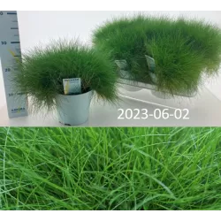 Siauralapis eraičinas - Festuca gautieri PIC CARLIT