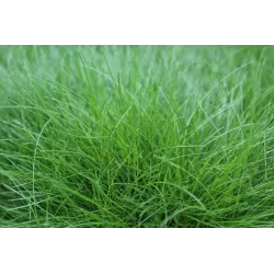 Siauralapis eraičinas - Festuca gautieri PIC CARLIT