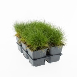 Festuca gautieri PIC CARLIT