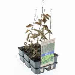 Paprastasis skroblas - Carpinus betulus