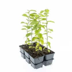 Paprastasis skroblas - Carpinus betulus