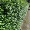 Paprastasis ligustras - Ligustrum vulgare ATROVIRENS