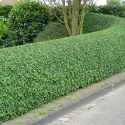 Paprastasis ligustras - Ligustrum vulgare ATROVIRENS