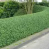 Paprastasis ligustras - Ligustrum vulgare ATROVIRENS