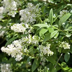 Paprastasis ligustras - Ligustrum vulgare ATROVIRENS