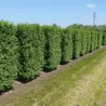 Paprastasis ligustras - Ligustrum vulgare ATROVIRENS