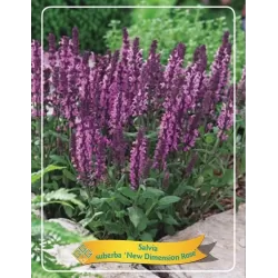 Šalavijas - Salvia sub. NEW DIMENSION ROSE