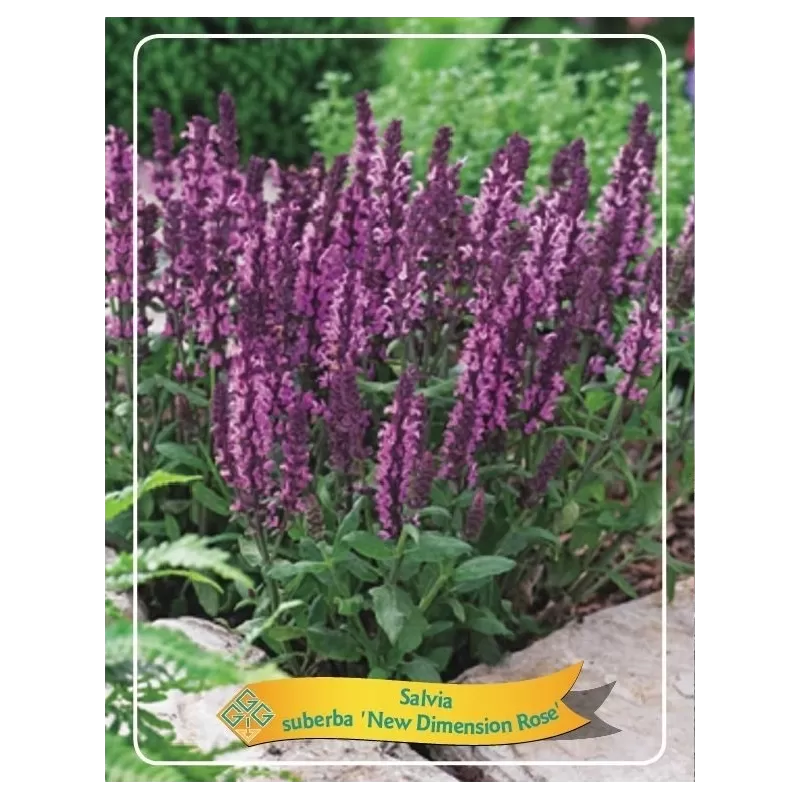 Salvia sub. NEW DIMENSION ROSE