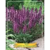 Salvia sub. NEW DIMENSION ROSE