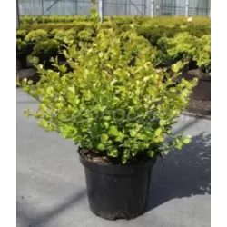 Beržas keružis - Betula nana GOLDEN TREASURE