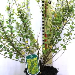 Betula nana GOLDEN TREASURE