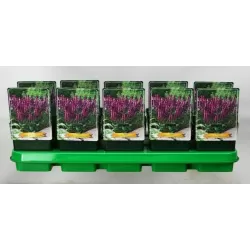 Salvia sub. NEW DIMENSION ROSE