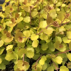 Beržas keružis - Betula nana GOLDEN TREASURE