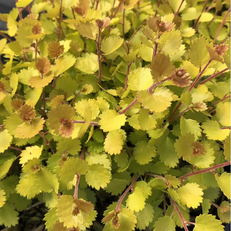 Beržas keružis - Betula nana GOLDEN TREASURE